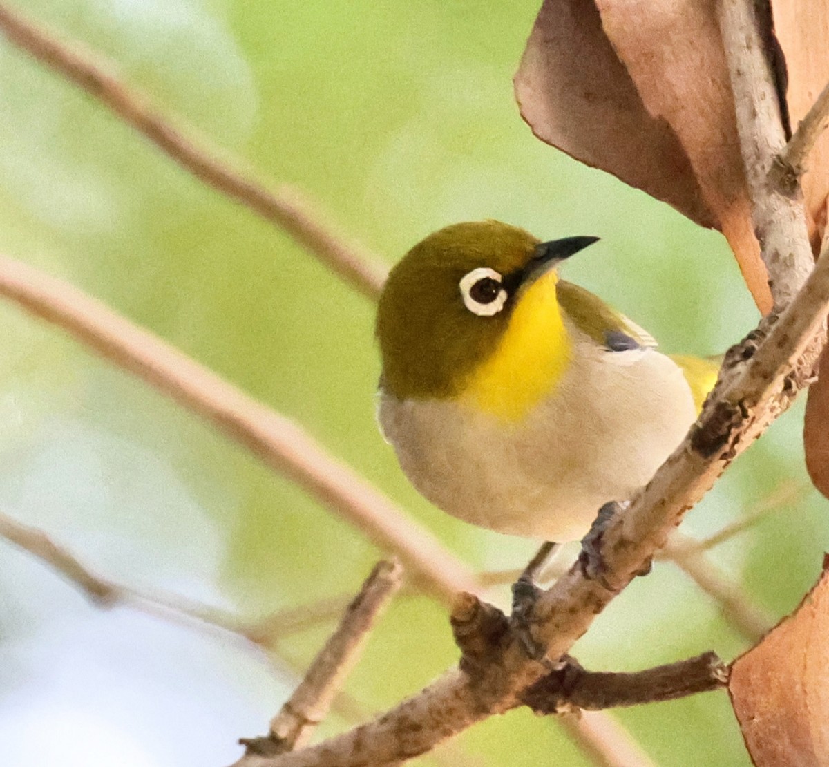 Malagasy White-eye - ML658856039