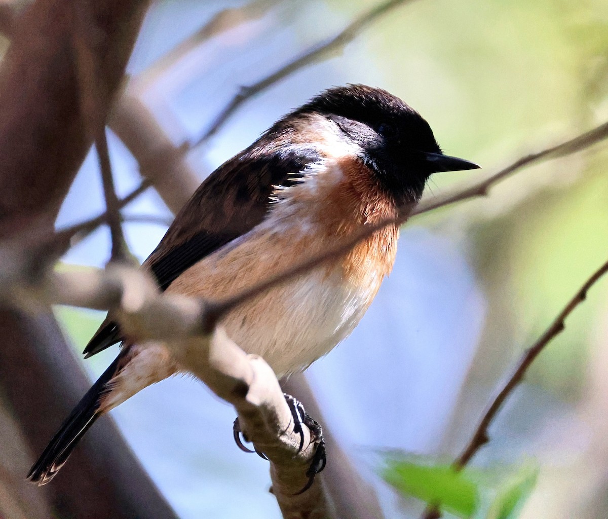 African Stonechat - ML658856040