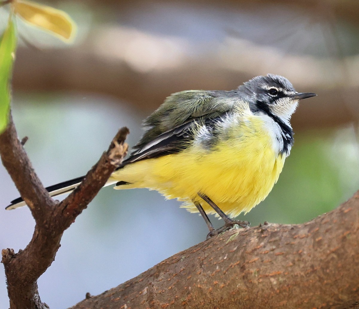 Madagascar Wagtail - ML658856063