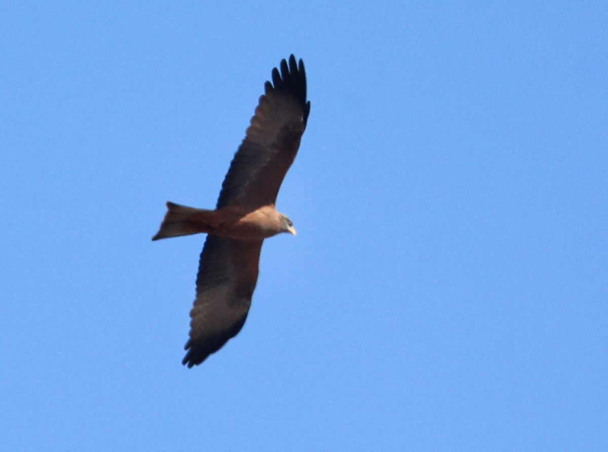 Black Kite - ML658856096