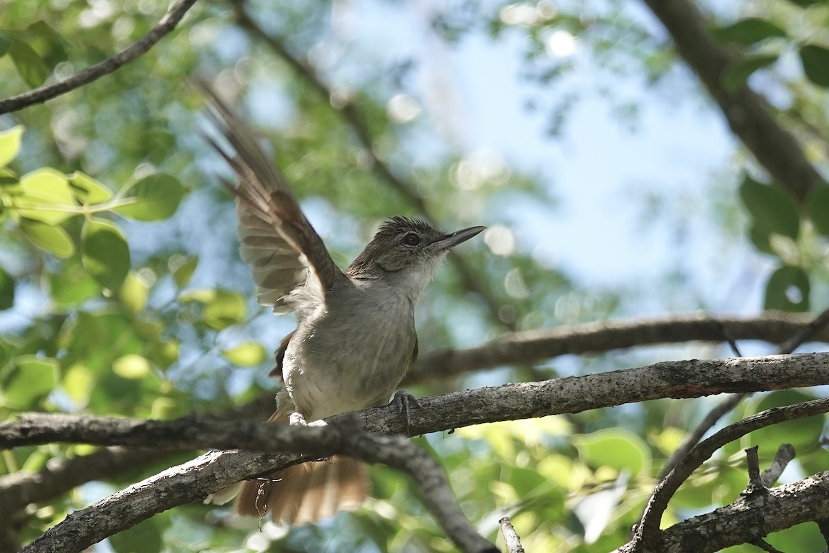 Terrestrial Brownbul - ML658857155