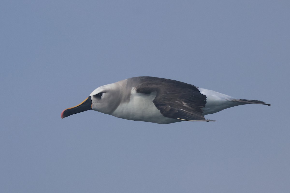 Atlantic Yellow-nosed Albatross - ML658857386
