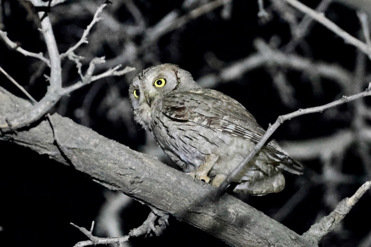 Pallid Scops-Owl - ML658857949
