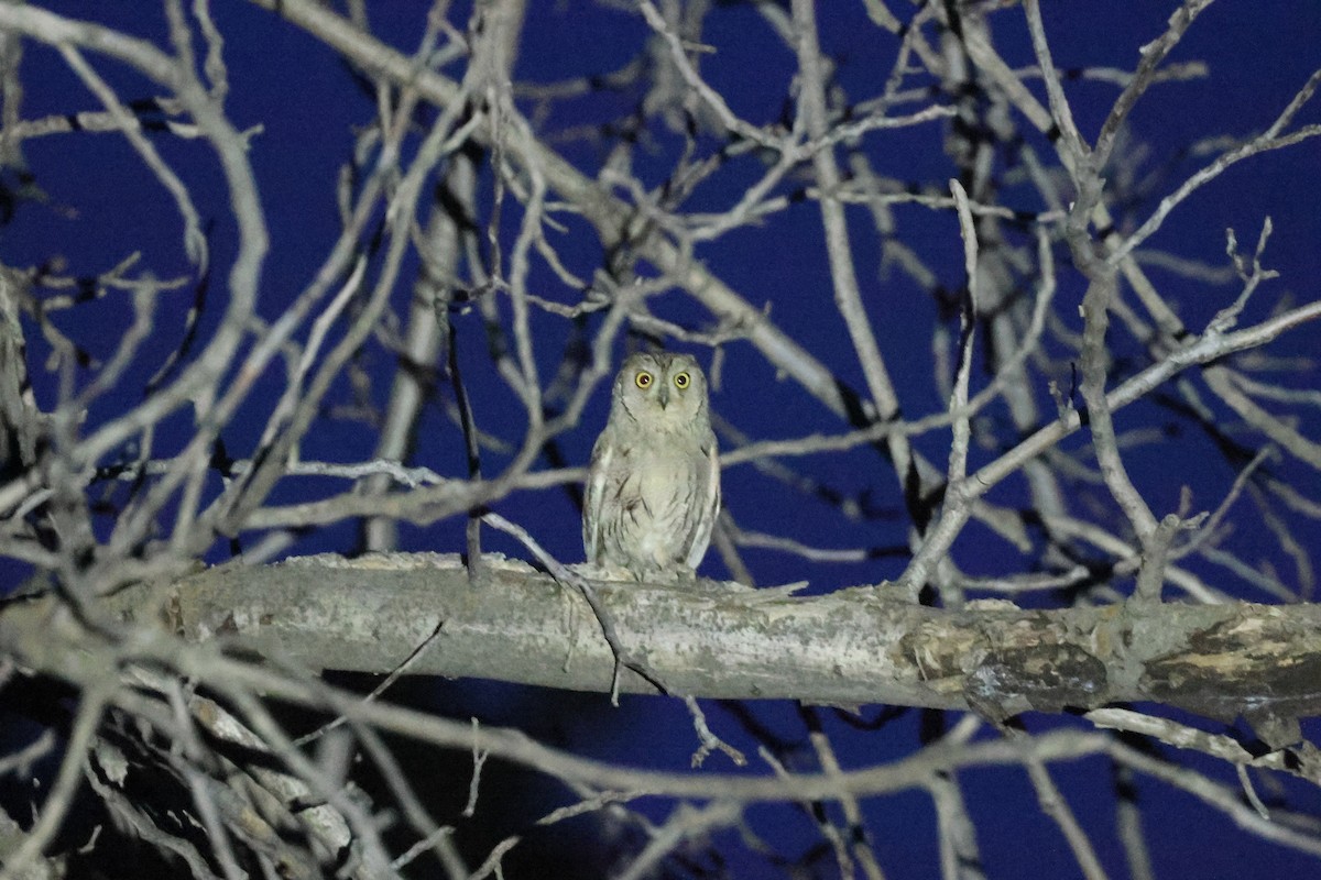 Pallid Scops-Owl - ML658858043