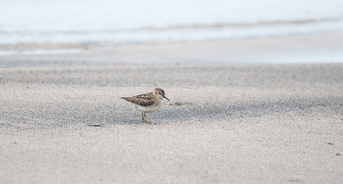 Least Sandpiper - ML65885821