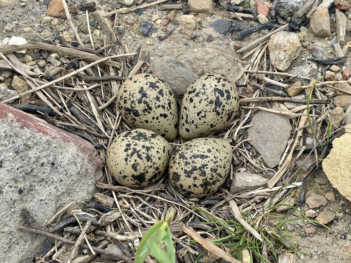 Northern Lapwing - ML658858638