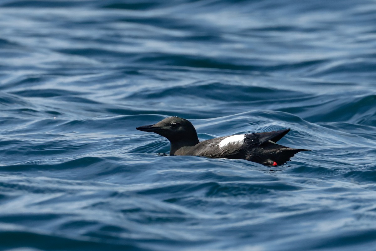 Black Guillemot - ML658860905
