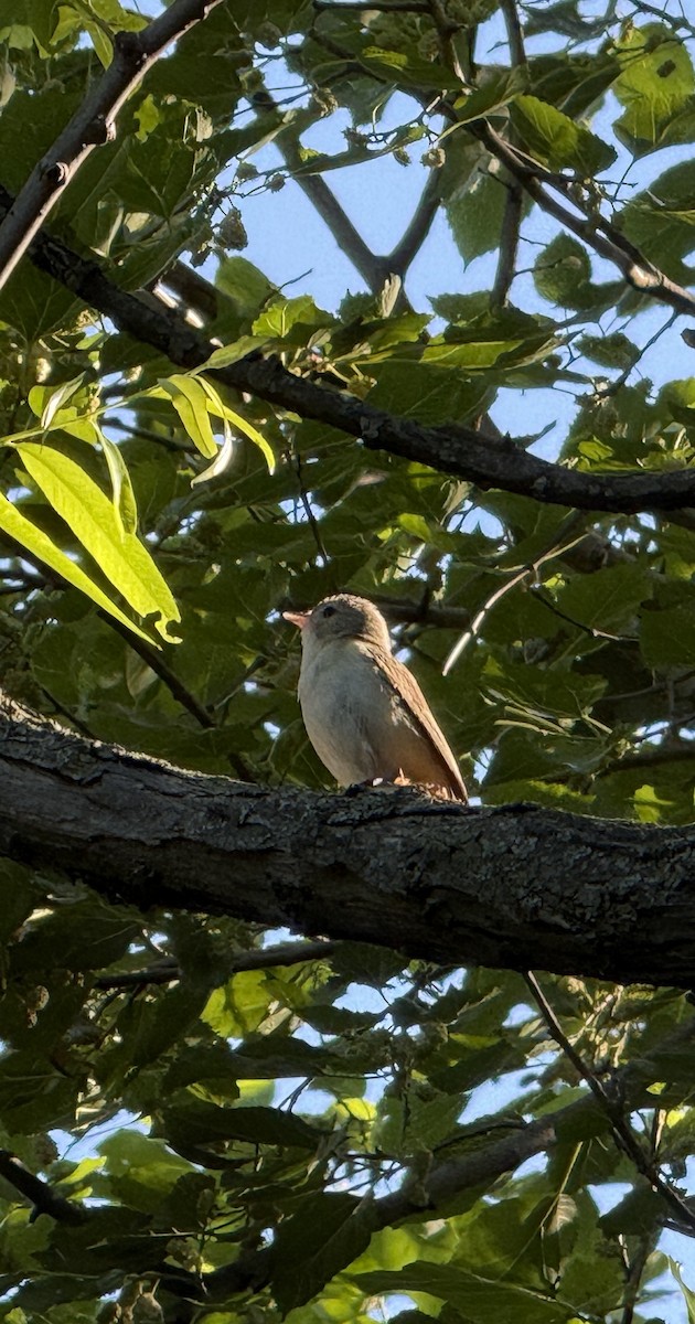 Eastern Warbling Vireo - ML658862614