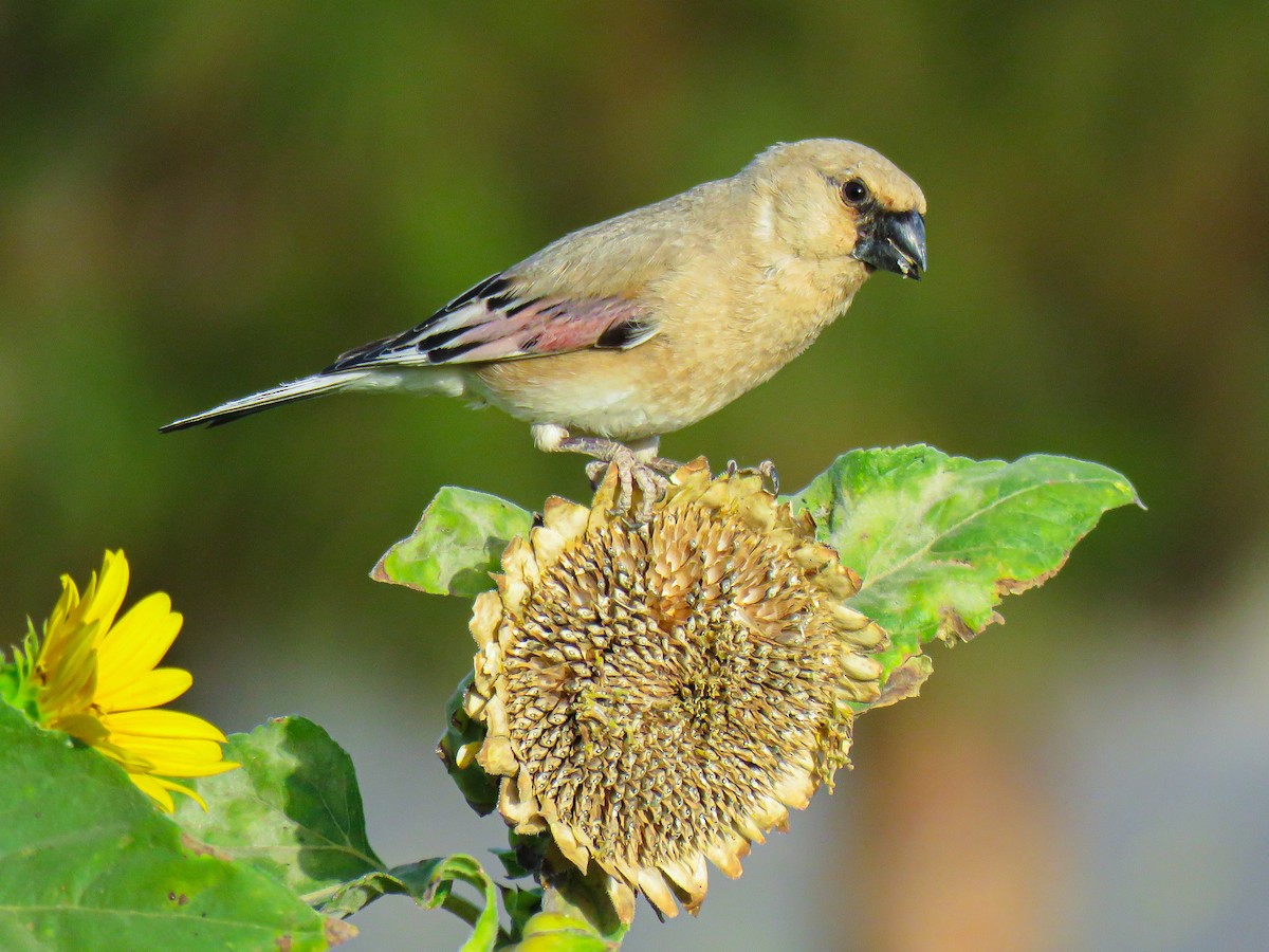 Desert Finch - ML658862787