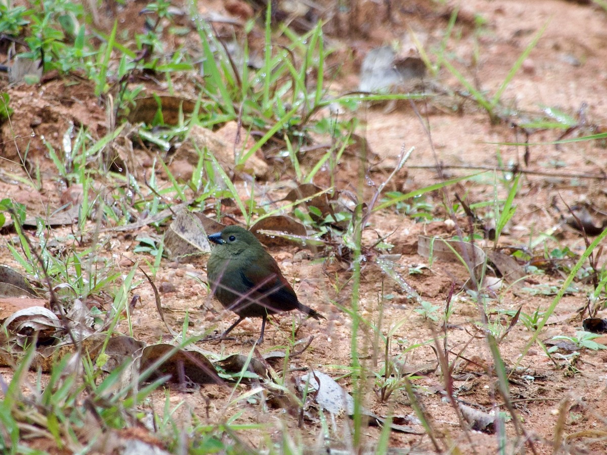 Red-faced Crimsonwing (Eastern) - ML658863013
