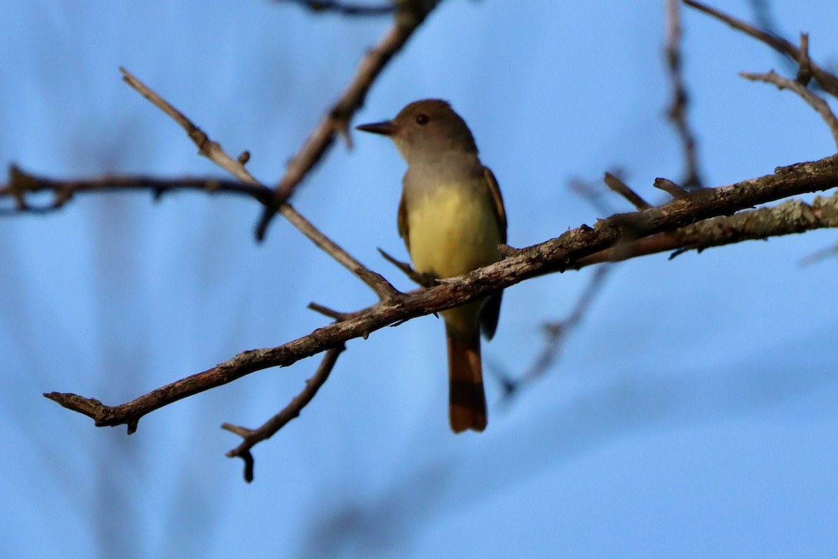 Great Crested Flycatcher - ML658863380