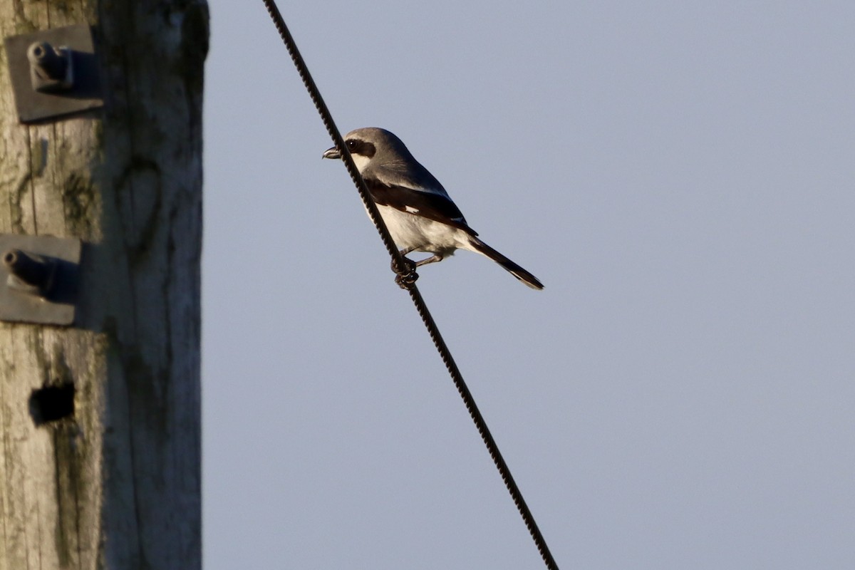 Loggerhead Shrike - ML658863384