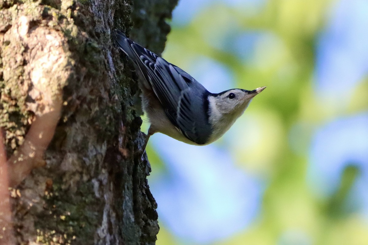 White-breasted Nuthatch - ML658863387