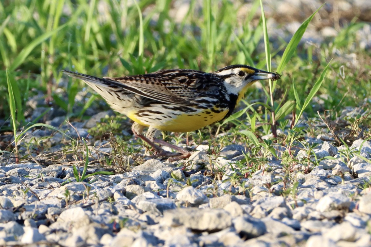 Eastern Meadowlark - ML658863395