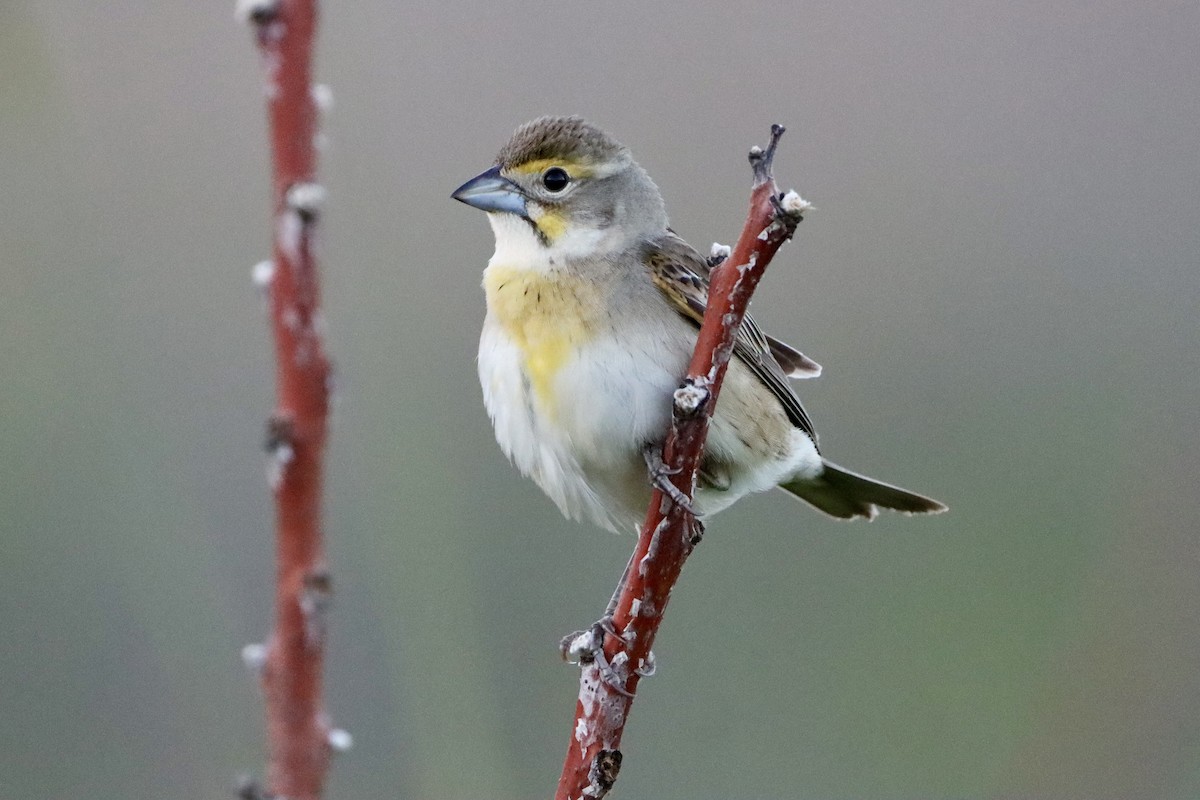 Dickcissel - ML658863402