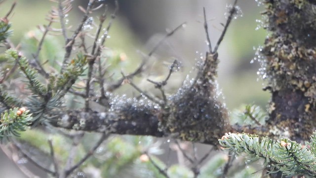 Buff-barred Warbler - ML658863590
