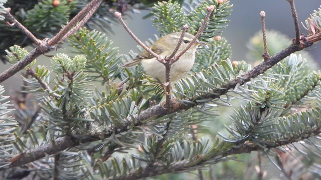 Buff-barred Warbler - ML658863593