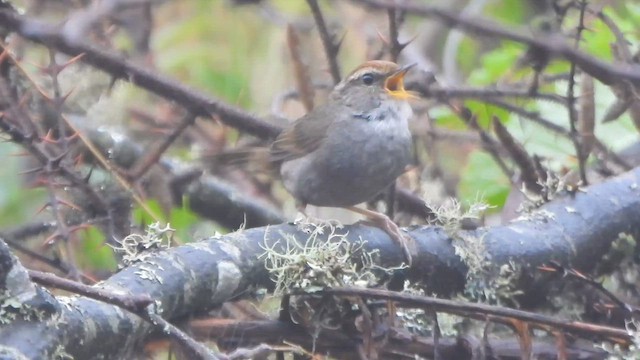Gray-sided Bush Warbler - ML658863634