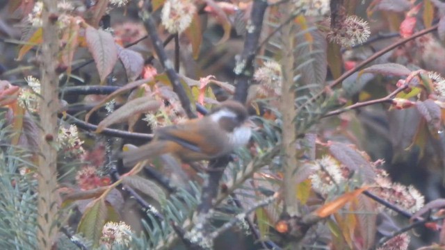 White-browed Fulvetta - ML658863803