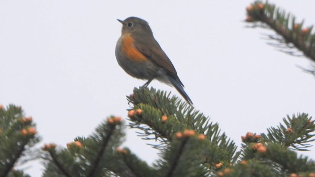 Himalayan Bluetail - ML658863841