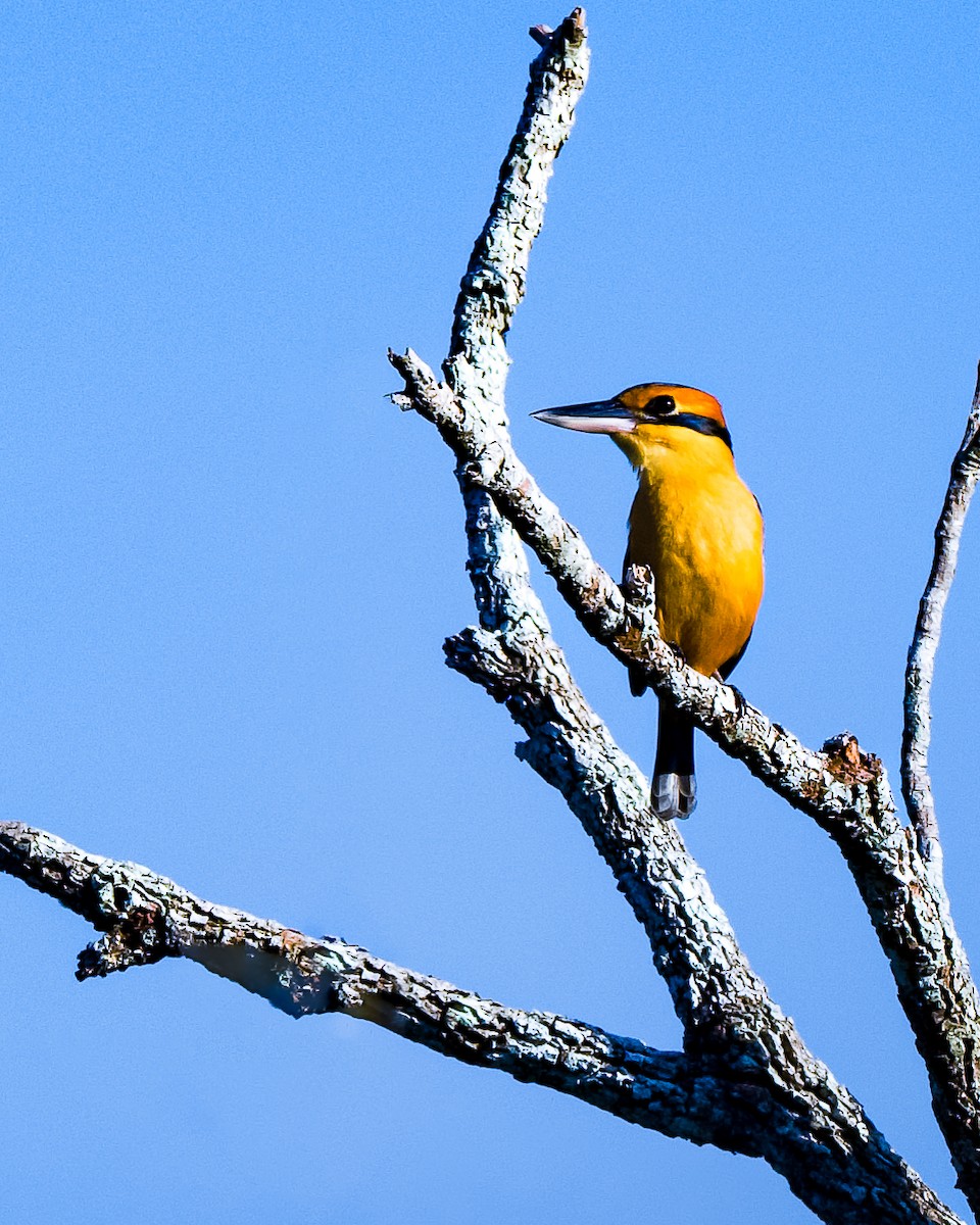 Cinnamon-banded Kingfisher - ML658864077