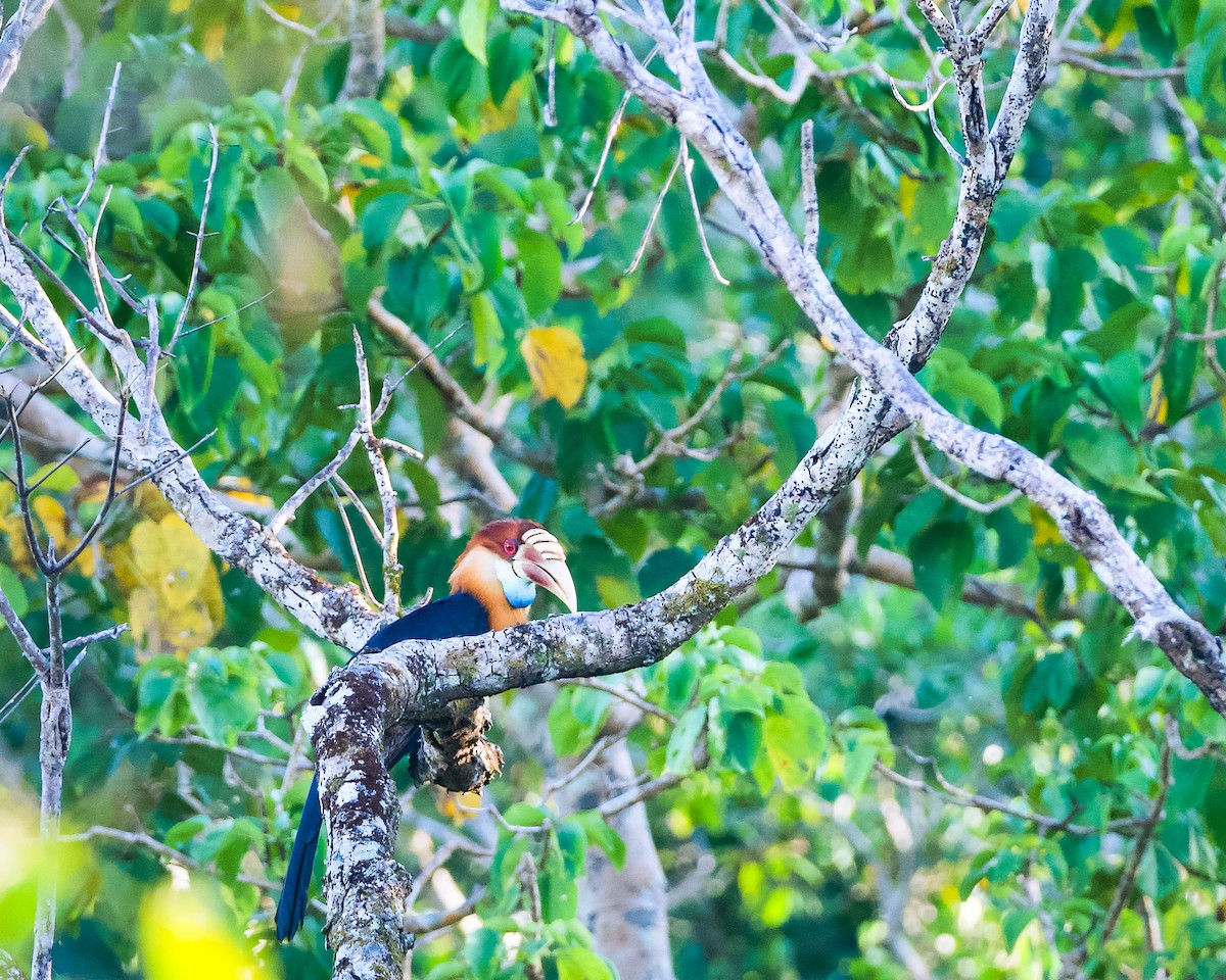 Sumba Hornbill - ML658864788