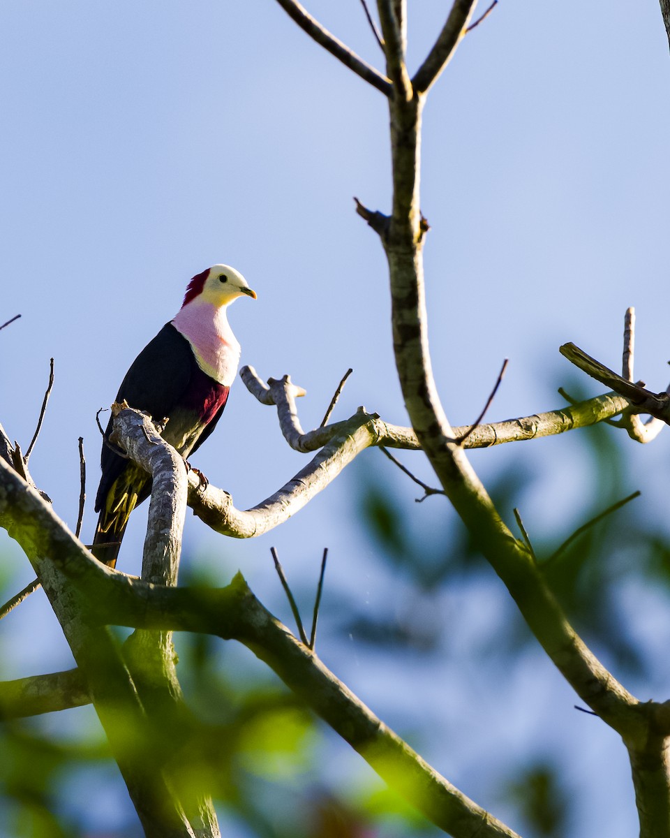 Red-naped Fruit-Dove - ML658865630