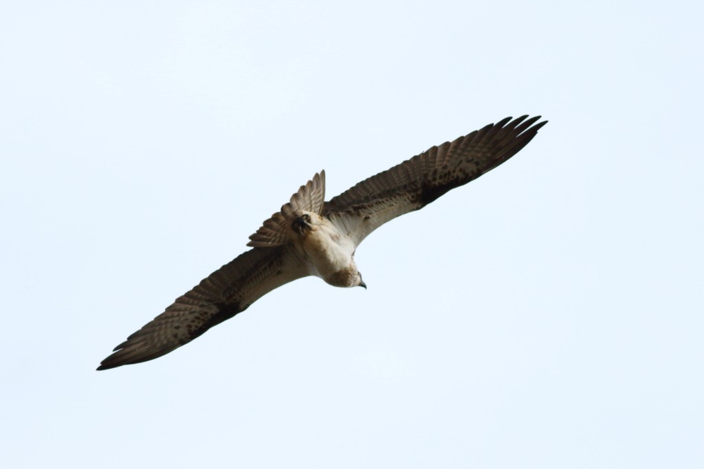 Balbuzard pêcheur (cristatus) - ML65886591