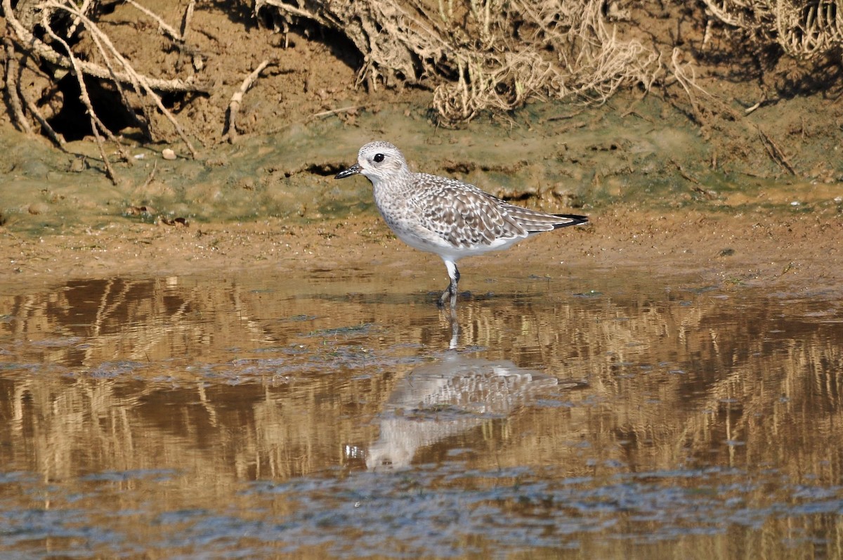 Black-bellied Plover - ML65887001