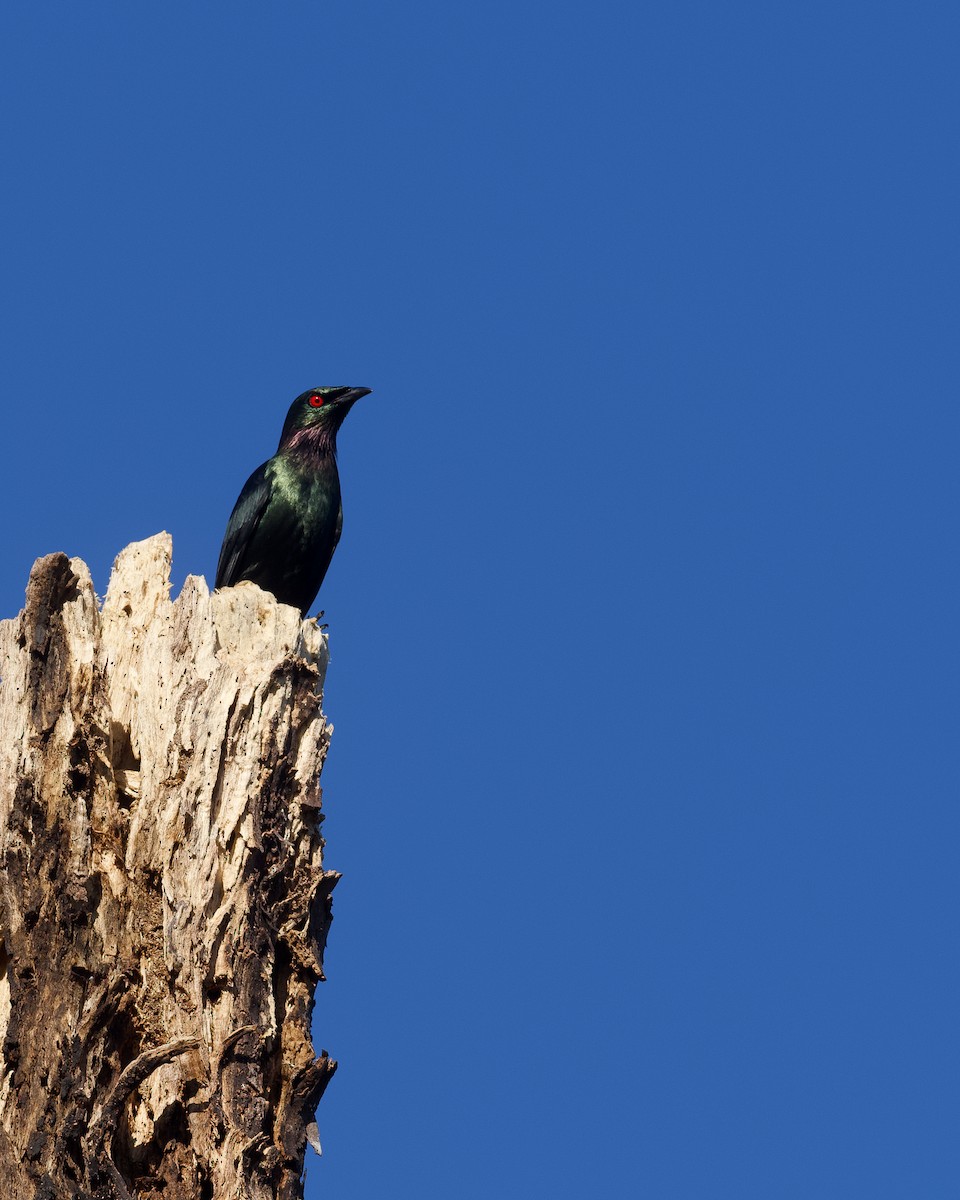Short-tailed Starling - ML658870331