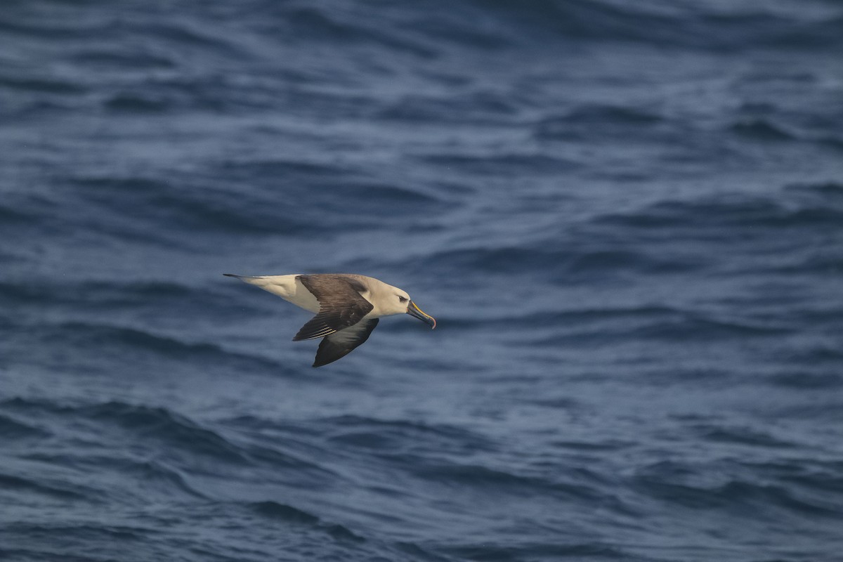 Atlantic Yellow-nosed Albatross - ML658870666