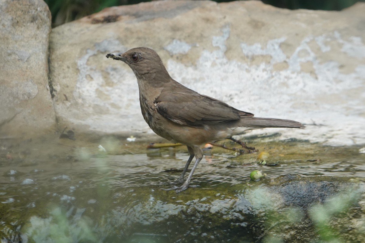 Clay-colored Thrush - ML658871136