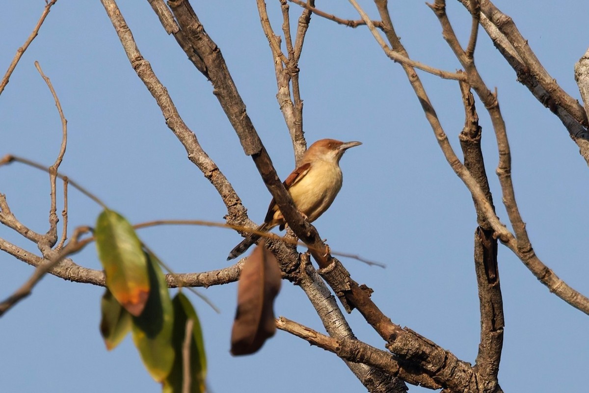 rødvingeprinia - ML658871411