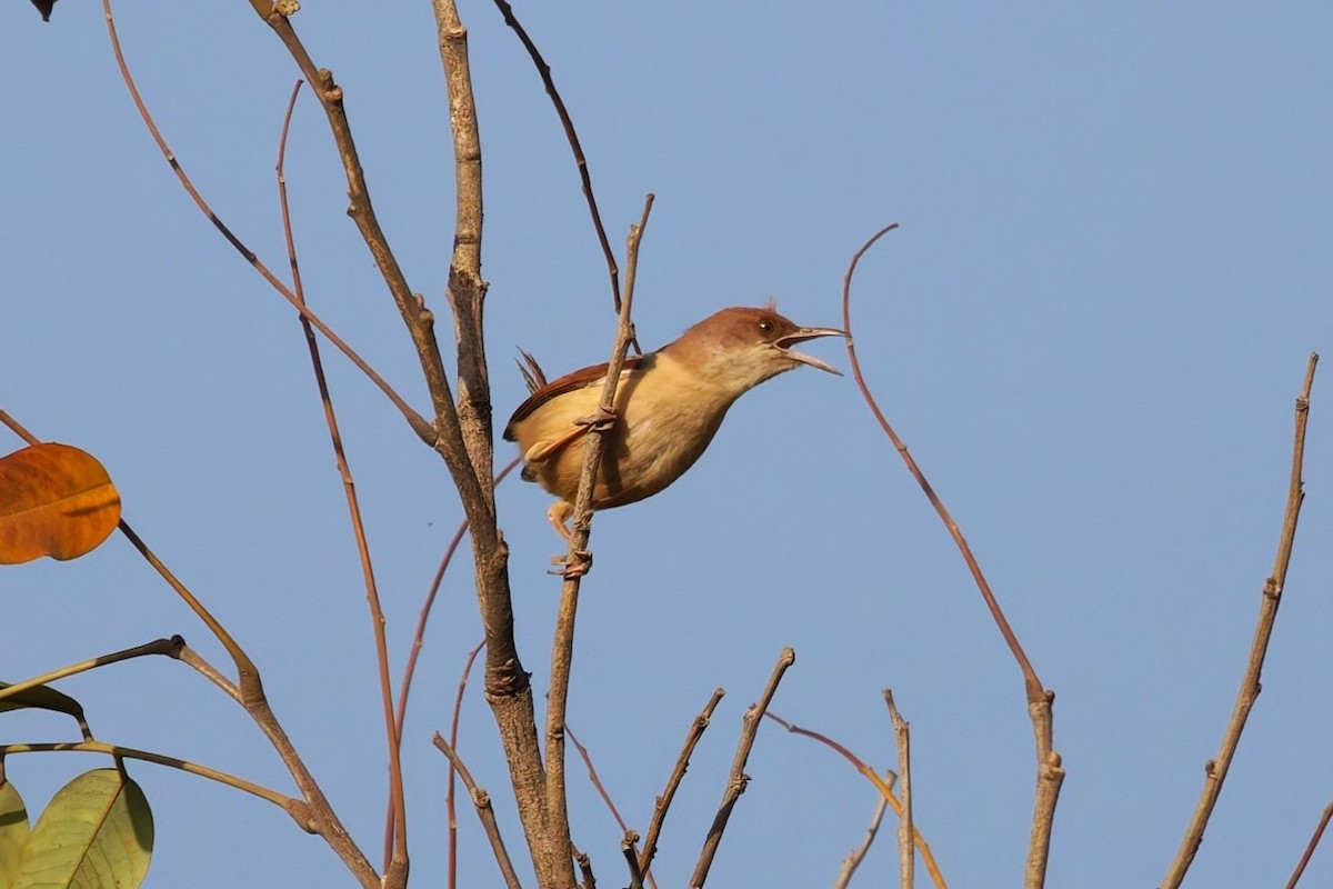 rødvingeprinia - ML658871413
