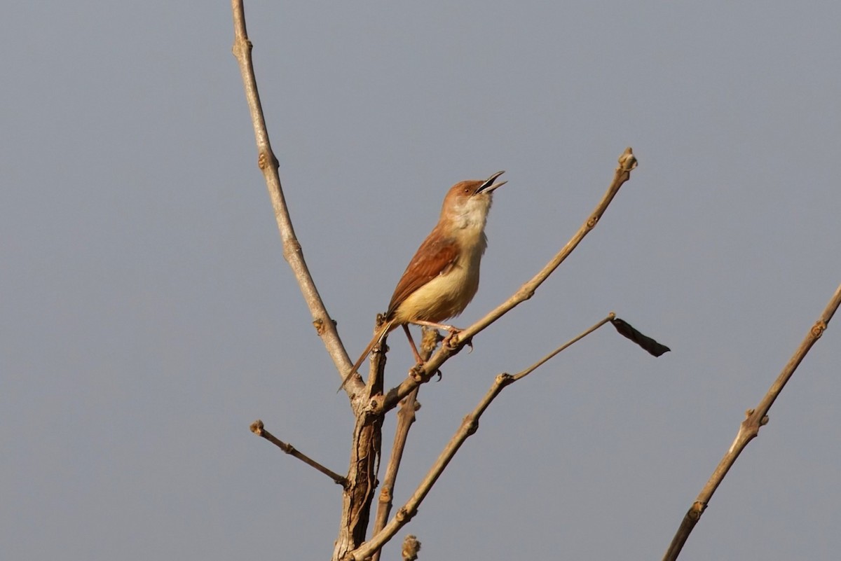 rødvingeprinia - ML658871417