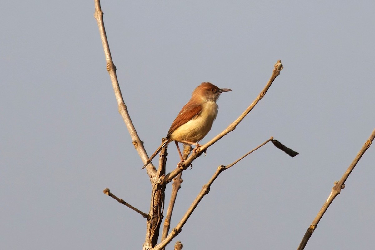 rødvingeprinia - ML658871420