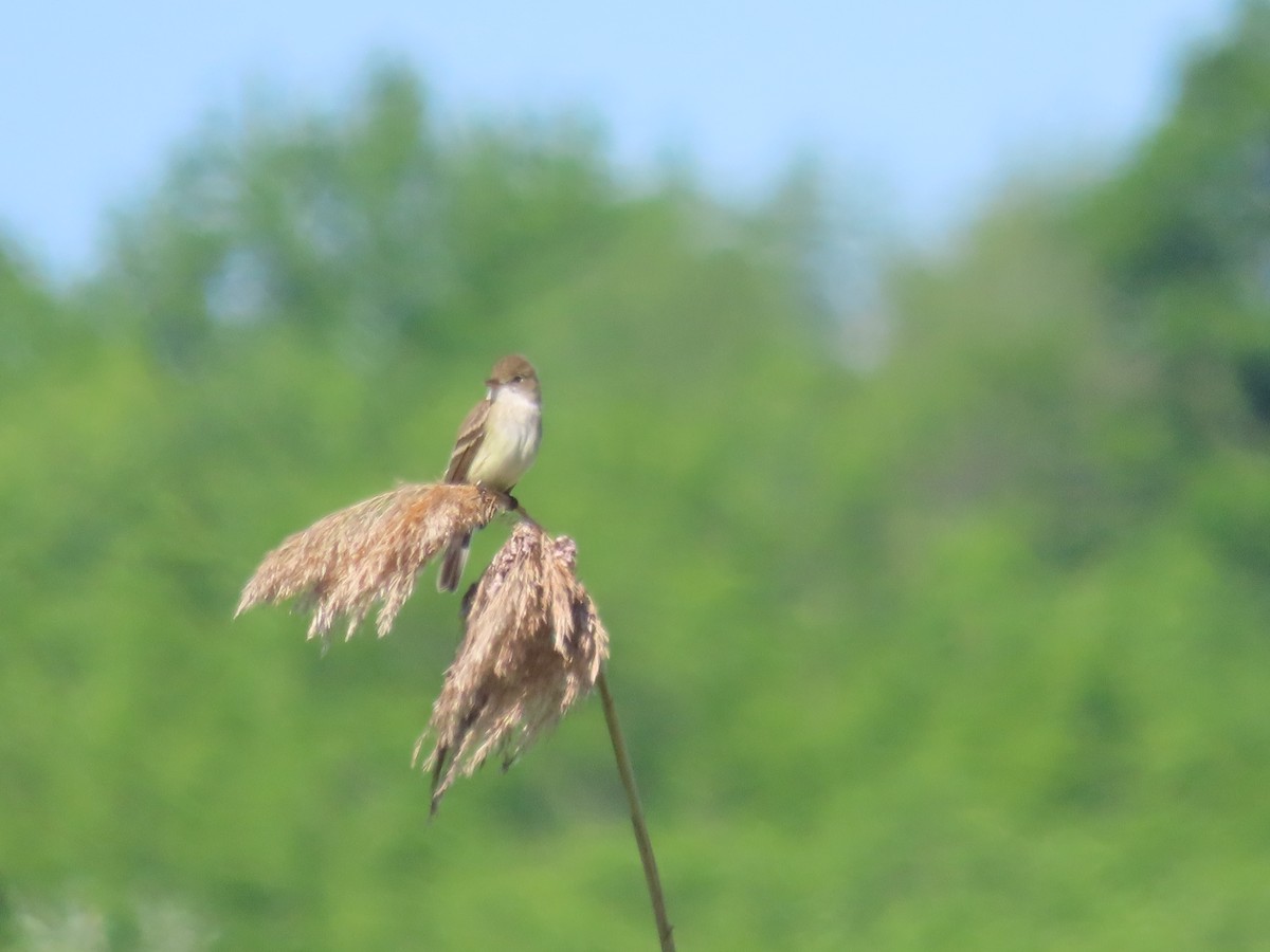 eBird Checklist - 1 Jun 2026 - Paulinskill River WMA / Hyper Humus IBA ...