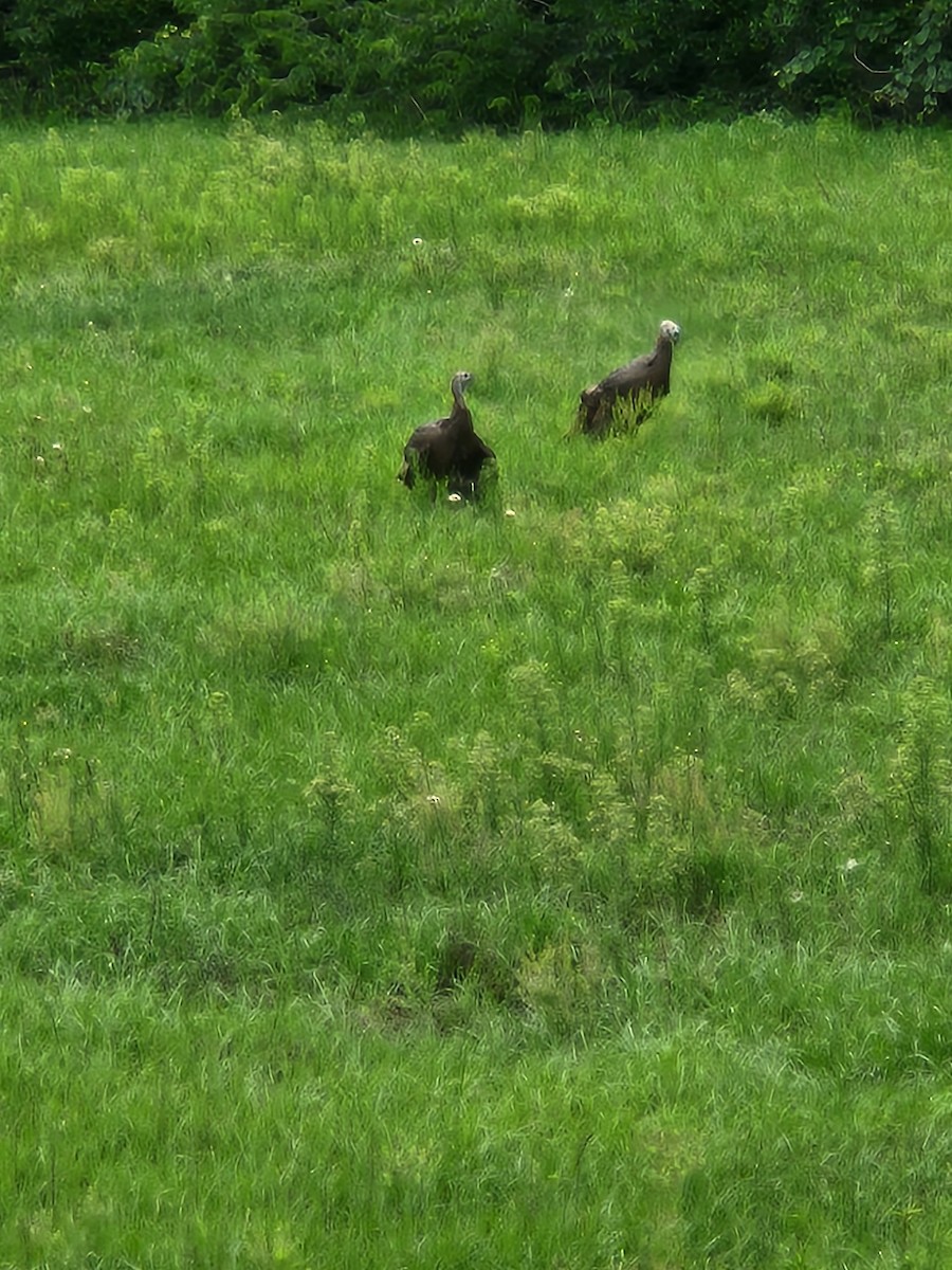 Wild Turkey - ML658872822