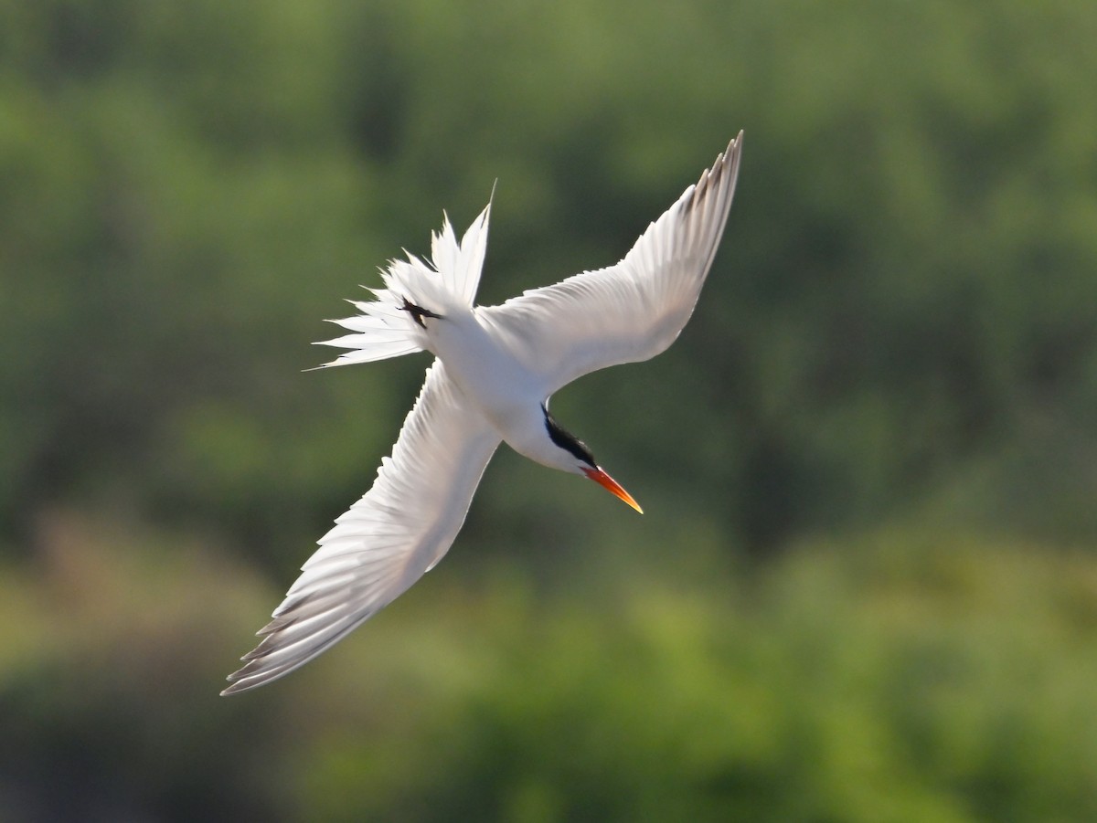 Elegant Tern - ML658875551