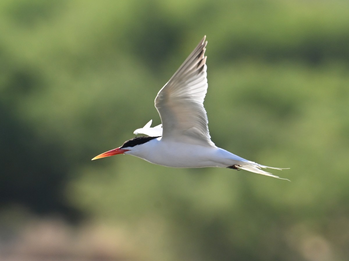 Elegant Tern - ML658875558