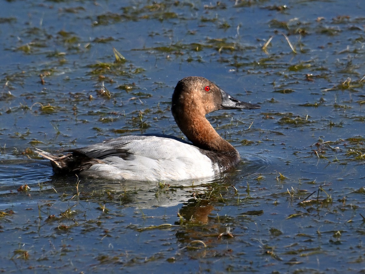 Canvasback - ML658875637