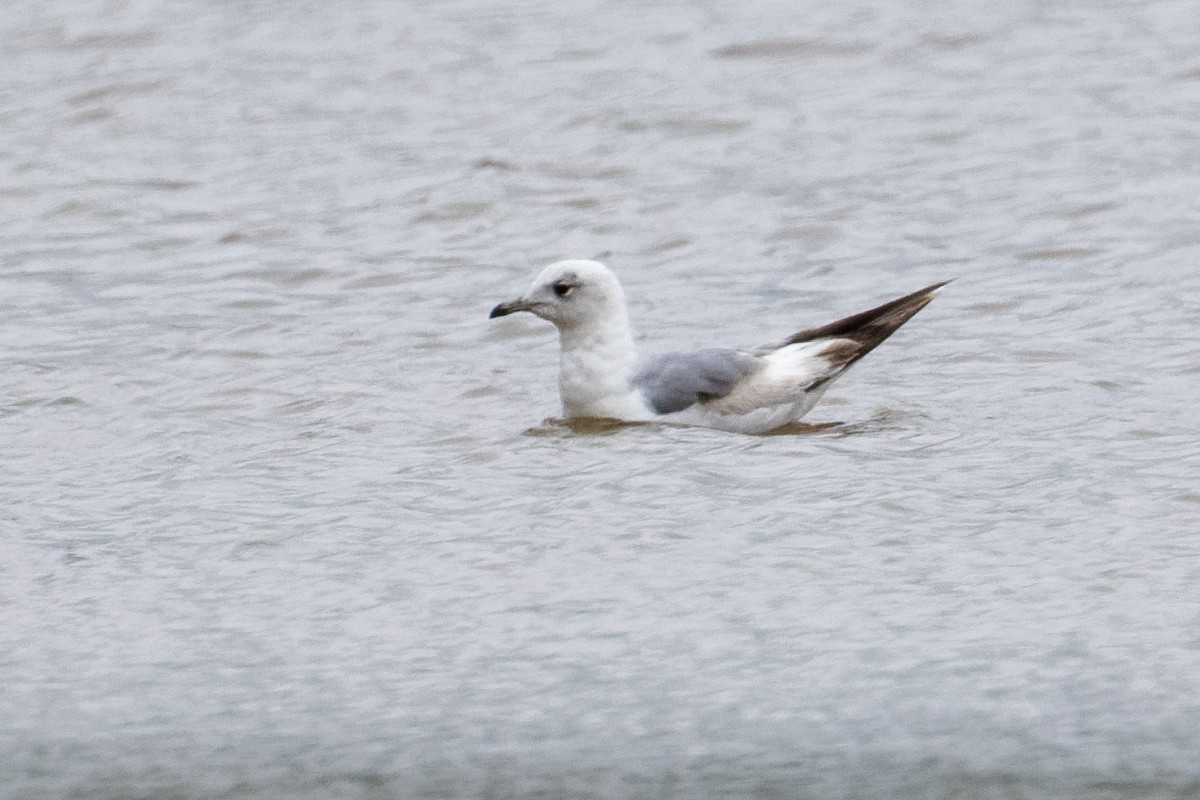 Common Gull - ML658875835