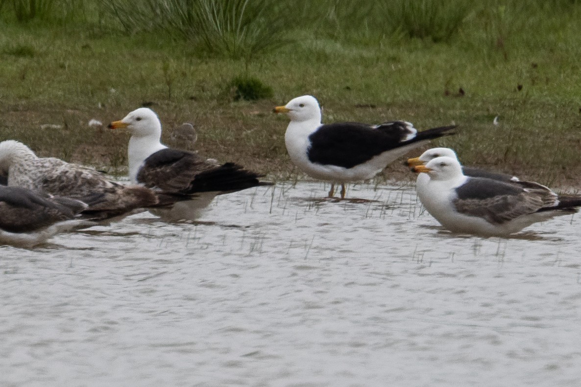 Lesser Black-backed Gull (intermedius) - ML658876090