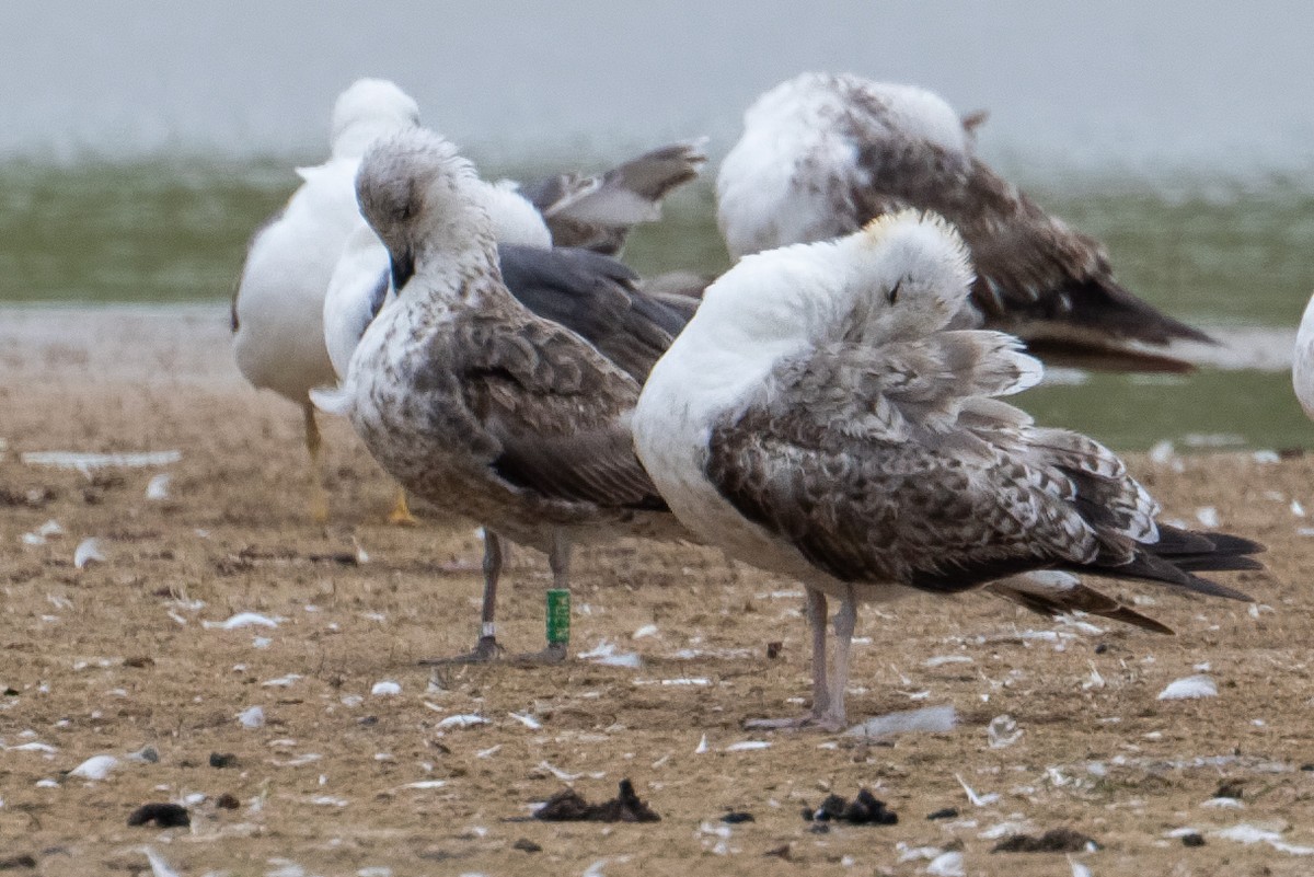 Lesser Black-backed Gull (graellsii) - ML658876108