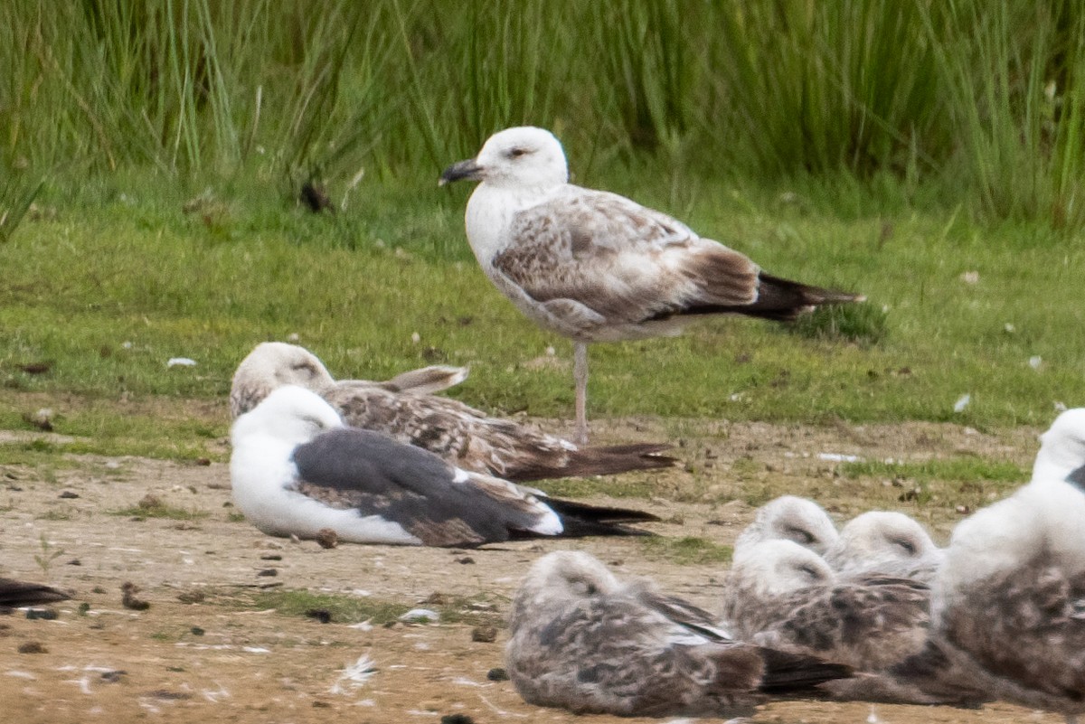 Caspian x European Herring Gull (hybrid) - ML658876314