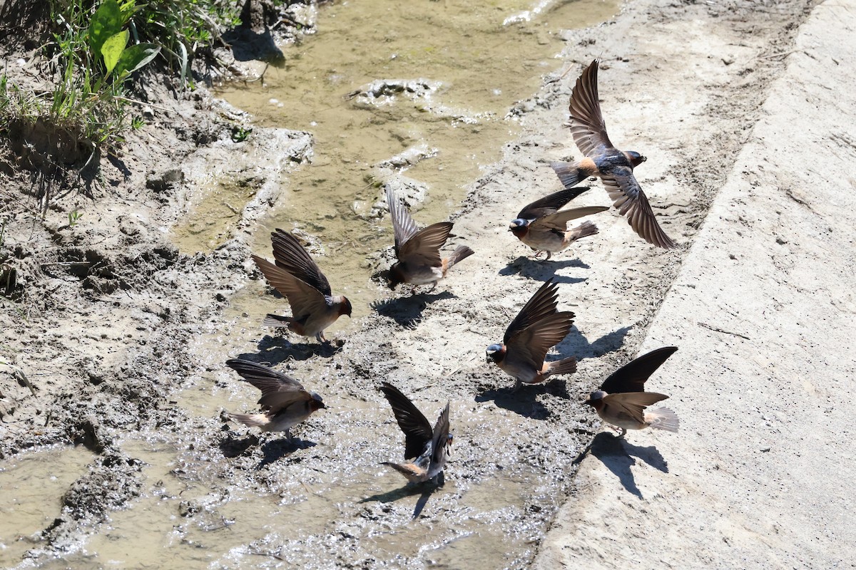 eBird Checklist - 31 May 2026 - Mahoning Valley Trail--Greenbower to ...
