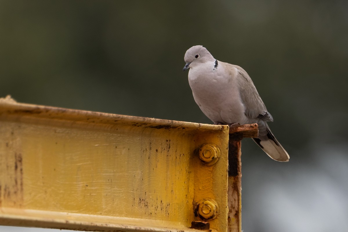 Eurasian Collared-Dove - ML658876457