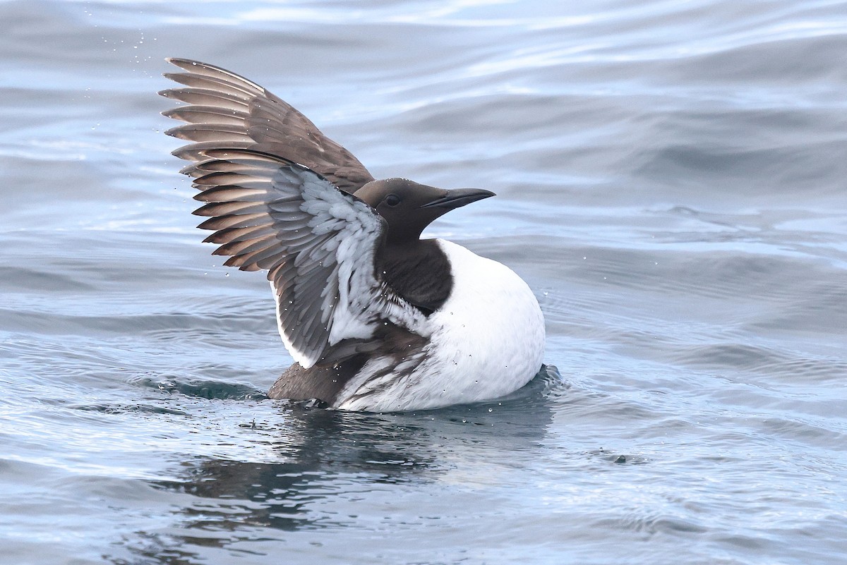 ML658876848 - Common Murre - Macaulay Library