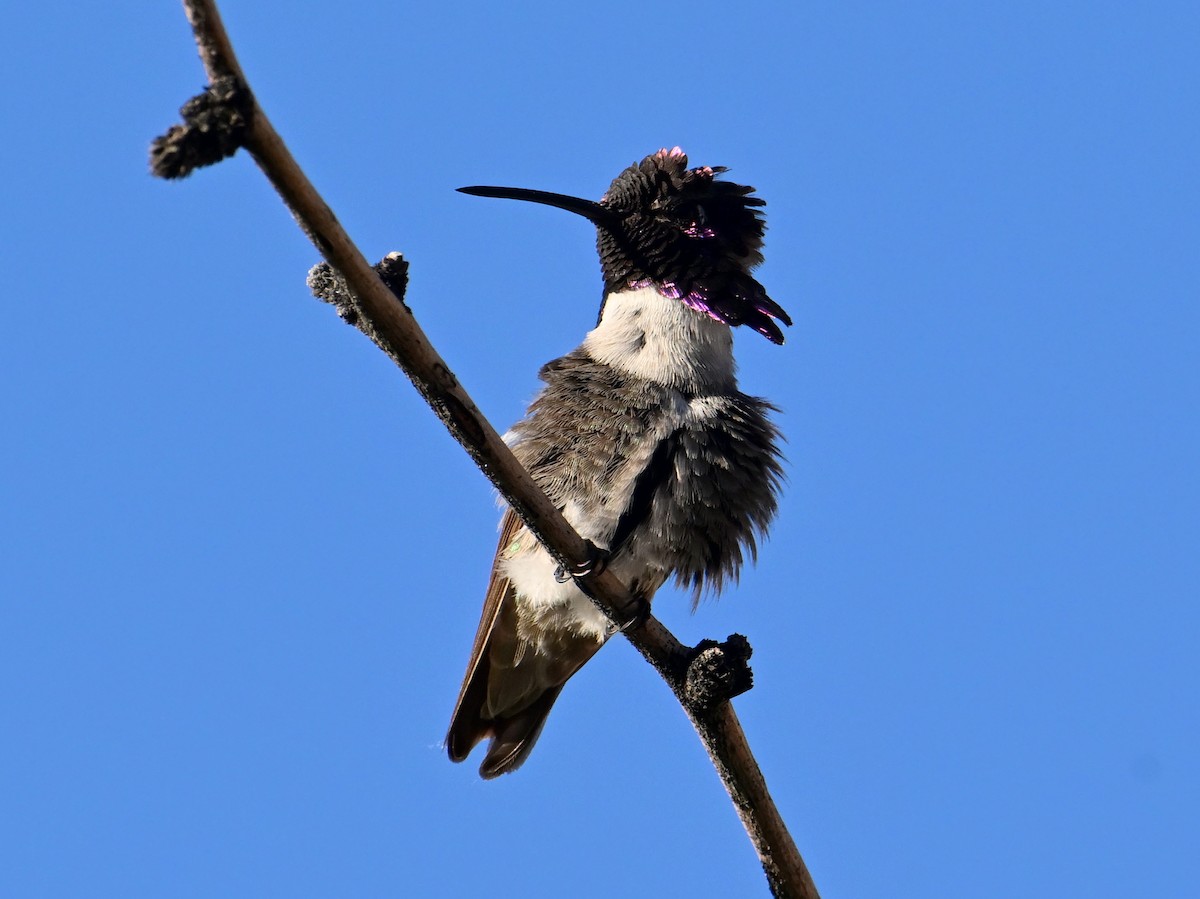 Costa's Hummingbird - ML658877119