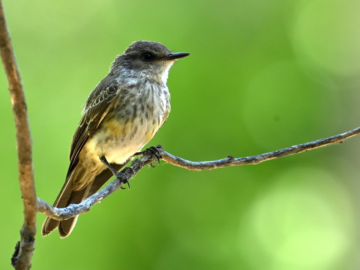 Vermilion Flycatcher - ML658877214